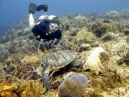 IMG 3288 Marc and Hawksbill Turtle